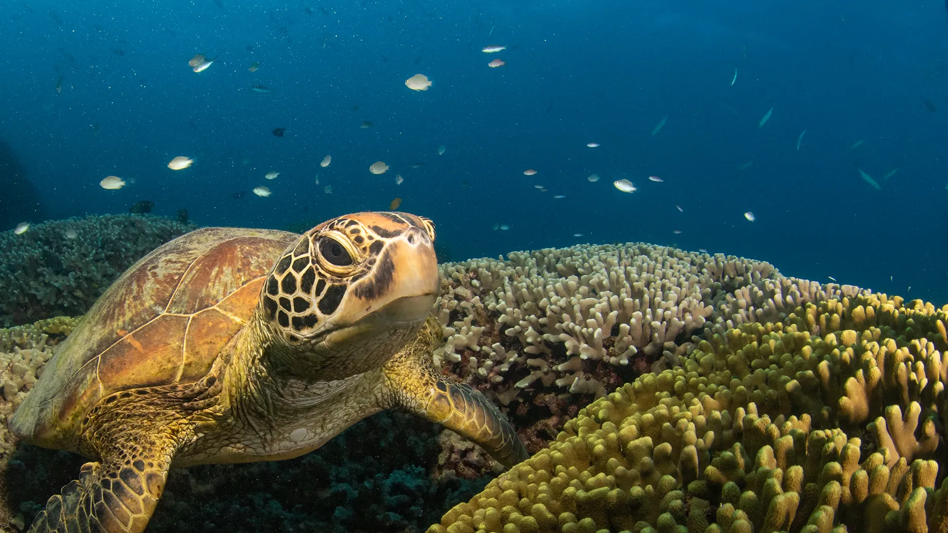 Vizzbud diving platform